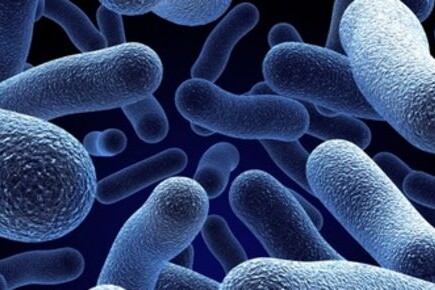 Escherichia coli