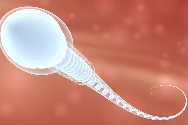 Spermatogeneze