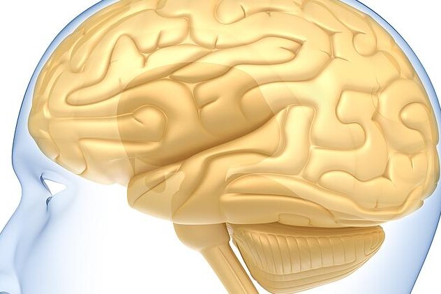 Hypofýza a hypothalamus 