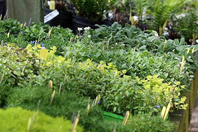 Pažitka, petržel, kopr a řeřicha
