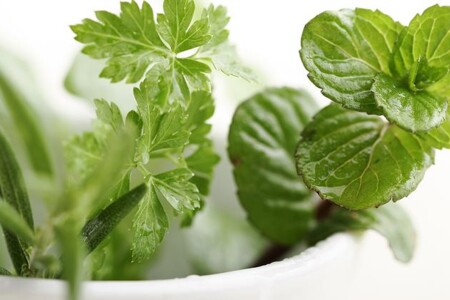 Libeček, dobromysl, majoránka a kerblík