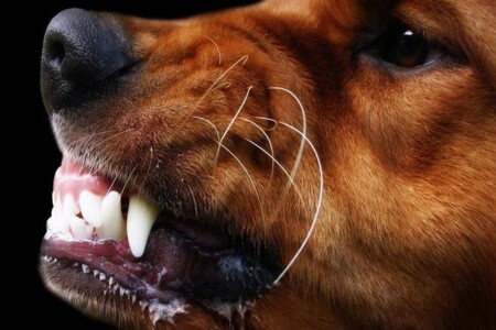 První pomoc při pokousání člověkem nebo zvířetem