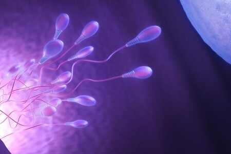 Oplodnění a otěhotnění