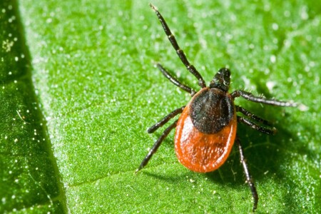 Lymská borelióza u dětí